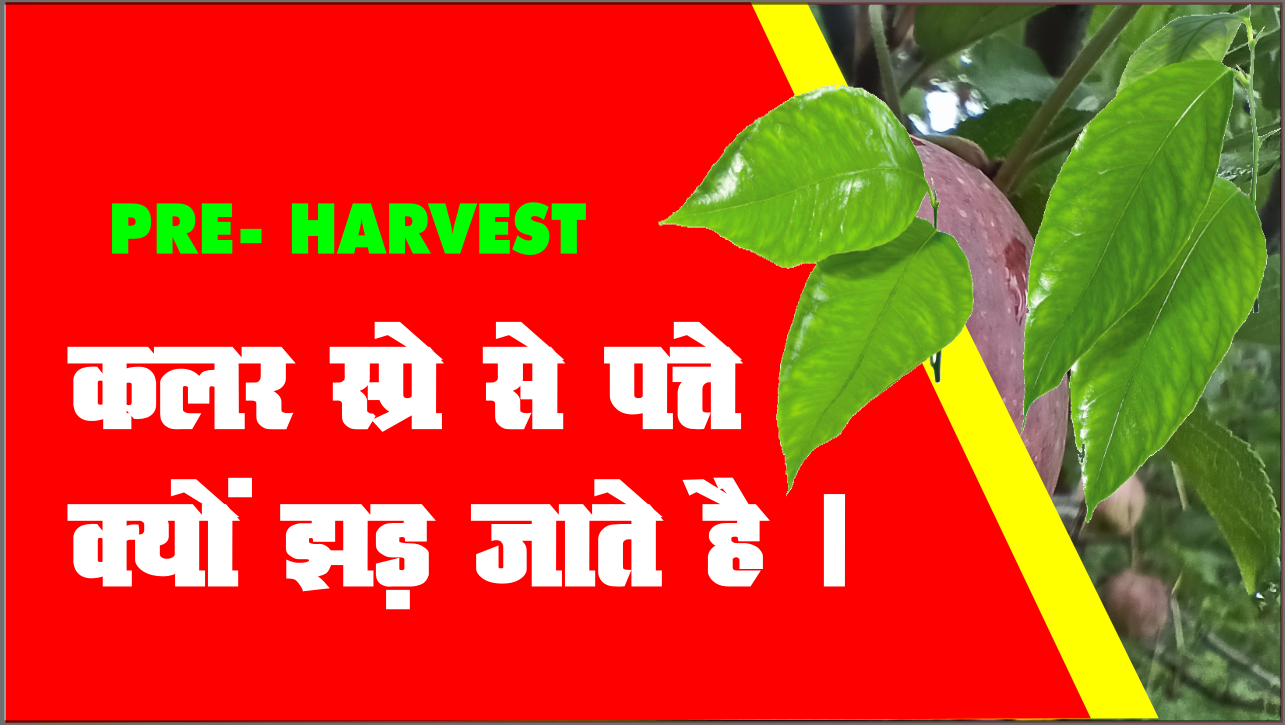 Read more about the article सेब पर रंग की स्प्रे करने से पत्ते क्यों झड़ जाते है, सेब बगीचे का प्रबंधन