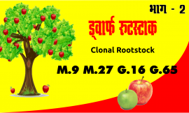 Apple dwarf rootstock, सेब ड्वार्फ रुटॅस्टाक, प्रकार विशेषताएं और उपयोग