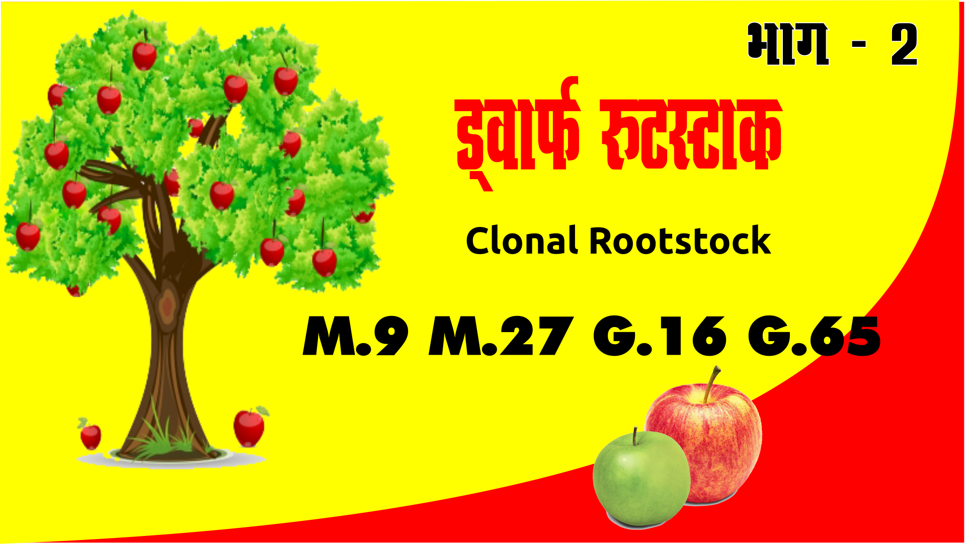 Read more about the article Apple dwarf rootstock, सेब ड्वार्फ रुटॅस्टाक, प्रकार विशेषताएं और उपयोग