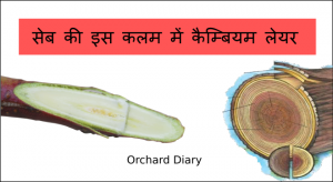 लकड़ी की संरचना | Structure of Wood / Timber