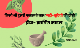 औषधीय पौधों की खेती, कैसे करें, सहायता कहां से ले, ऊपज बेचे कहां | How to do Herbal plants farming |