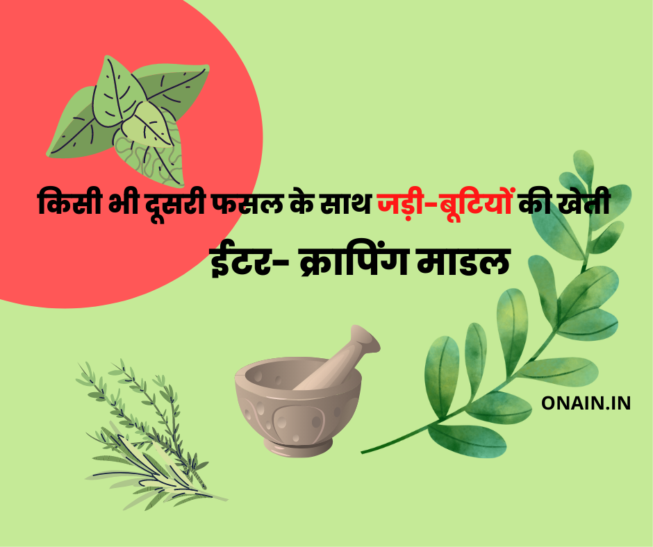 Read more about the article औषधीय पौधों की खेती, कैसे करें, सहायता कहां से ले, ऊपज बेचे कहां | How to do Herbal plants farming |