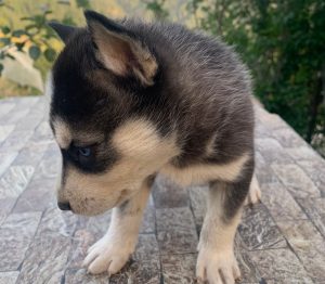 Siberian Husky Puppy | साईबेरियन हस्की पैट