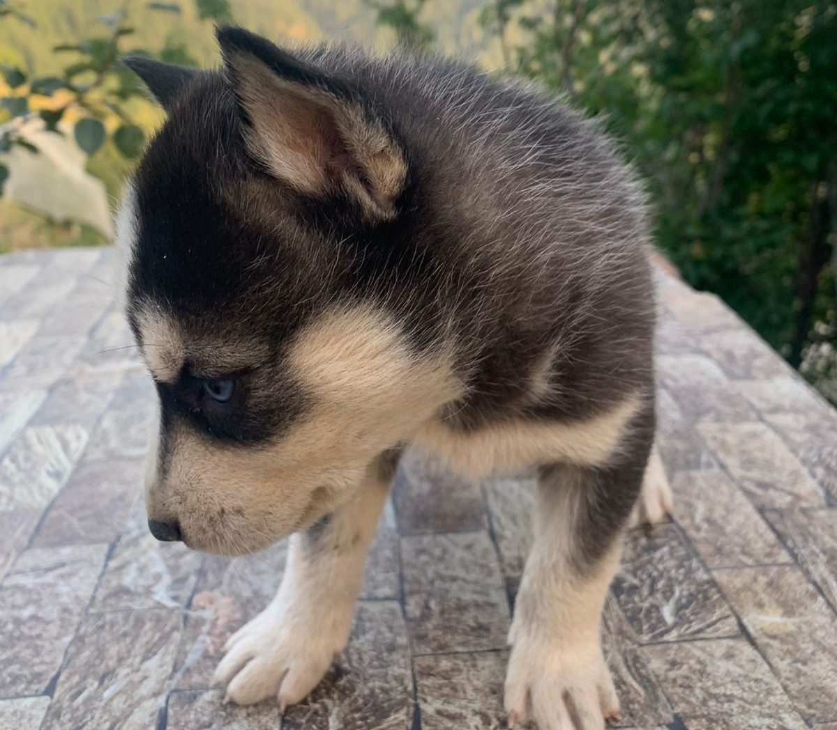 Read more about the article Siberian Husky Puppy | साईबेरियन हस्की पैट